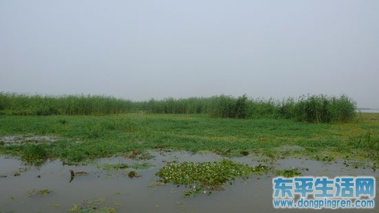 东平湖湿地500kb.jpg