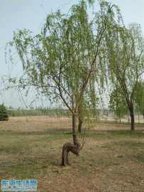 东平县奇特的树