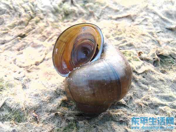 清河蜗牛