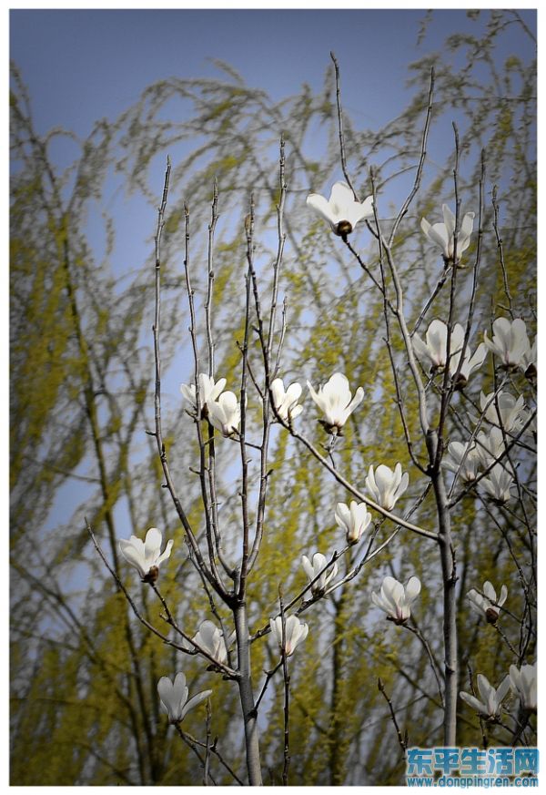 _DSC1115 - 副本.JPG