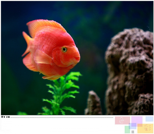 热带鱼，存活率高，耐高温