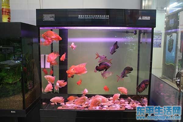 森森水族箱2.jpg