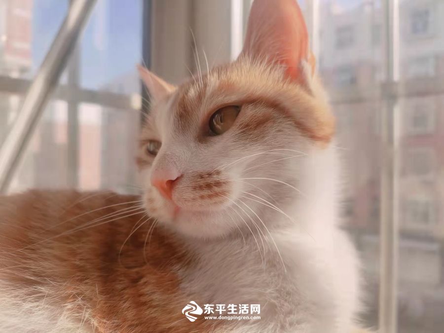 图1：遇害猫咪生前照