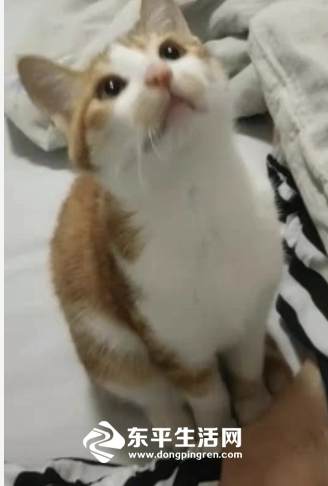 图3：遇害猫咪生前照