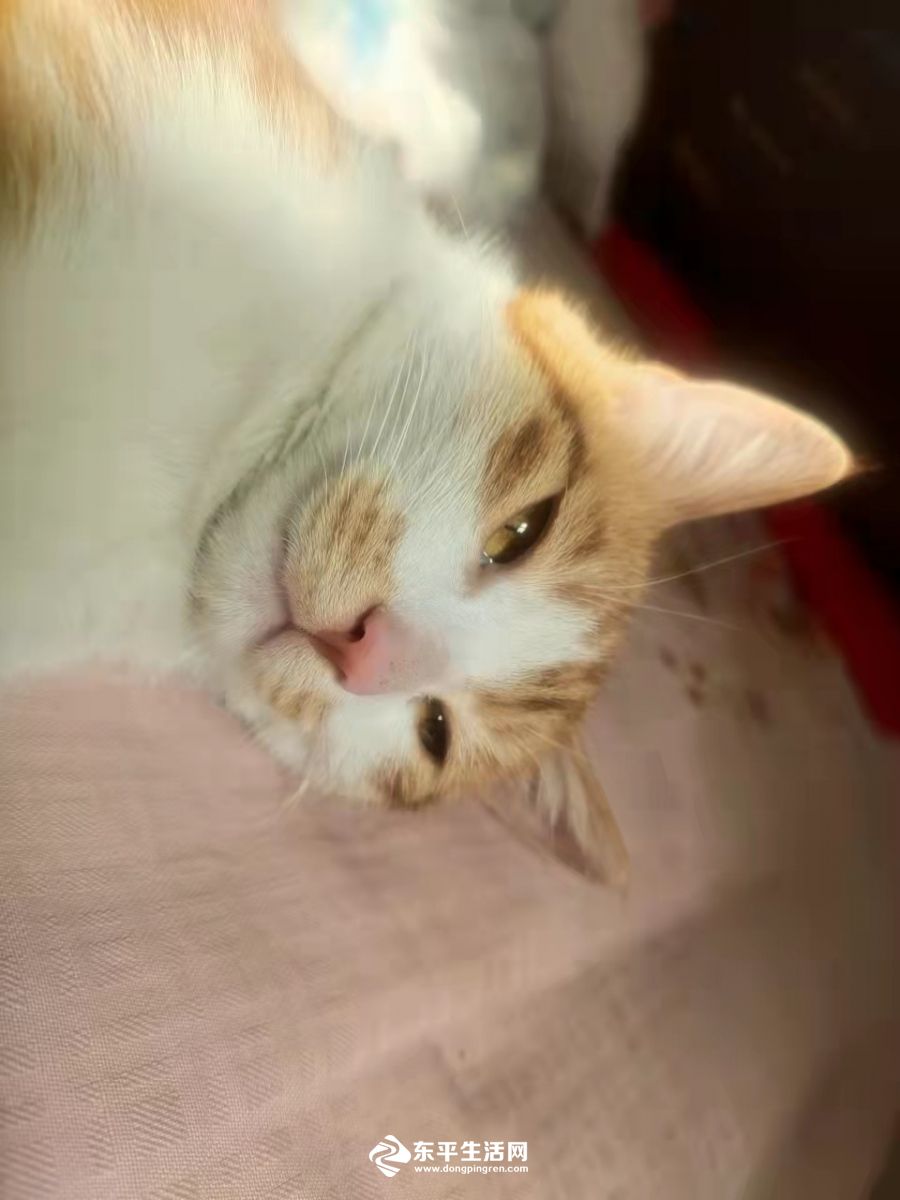 图2：遇害猫咪生前照