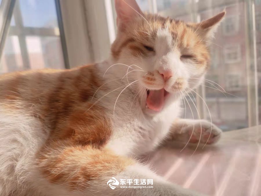 图4：遇害猫咪生前照