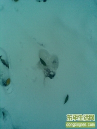 北京的第一场雪，我这个不用回复就能看