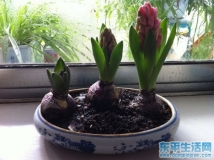 看看俺家漂亮的风信子