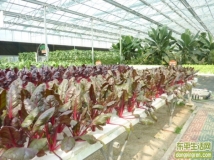 科技创新的结果