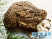 茯苓给肠胃抗衰老