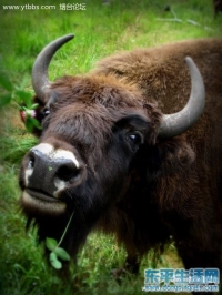 天天揉你乳房，一年作爱一次，你能不疯吗？