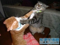 超级爆笑：当女人红颜大怒之时！