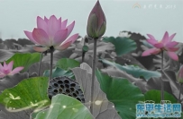 美丽的东平景，纯朴的东平人！