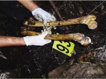 秘鲁黑帮杀人炼油制成化妆品