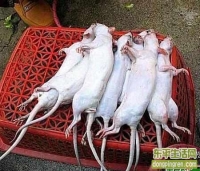 街头烧烤怎么把老鼠变乳鸽的