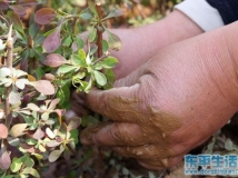 最美的手和最美的鞋。。。