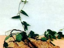 中医6大“仙草”便宜又好用