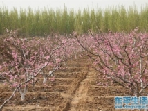 万紫千红总是春