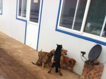 畜生啊！三个孩子眼睁睁的看母亲被黑鬼干