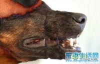 进来看看这是人还是狗？