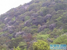 春游莲花山