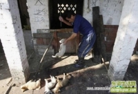 网贴曝小狗被成批杀死制肉干 手段残忍