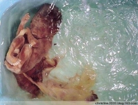 这些家伙还不如畜生呢 ！！！！！！！！！！！！1