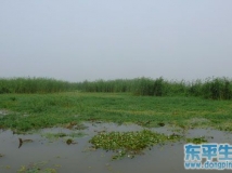 东平湿地批复成功国家级。东平明天会更好